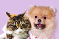 Pet Photography